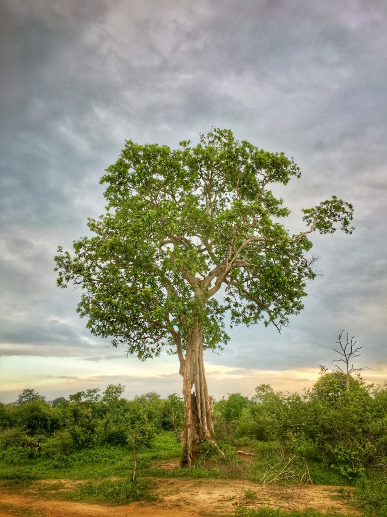 Tiger, Löwen und Giraffen…